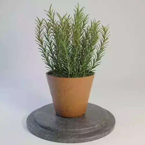 Rosemary plant in pot
