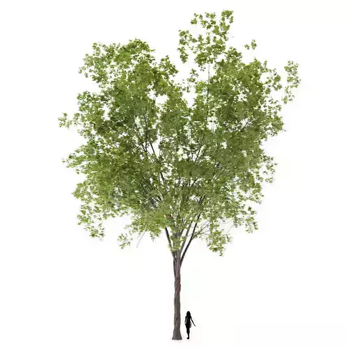 Maple Tree 3D model