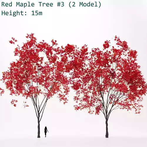 Red Maple Tree 3D model