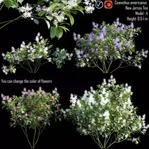 Ceanothus americanus 1