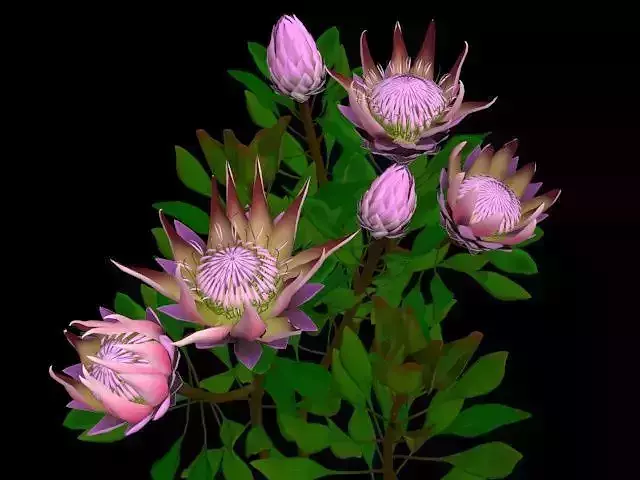 Flower Protea King