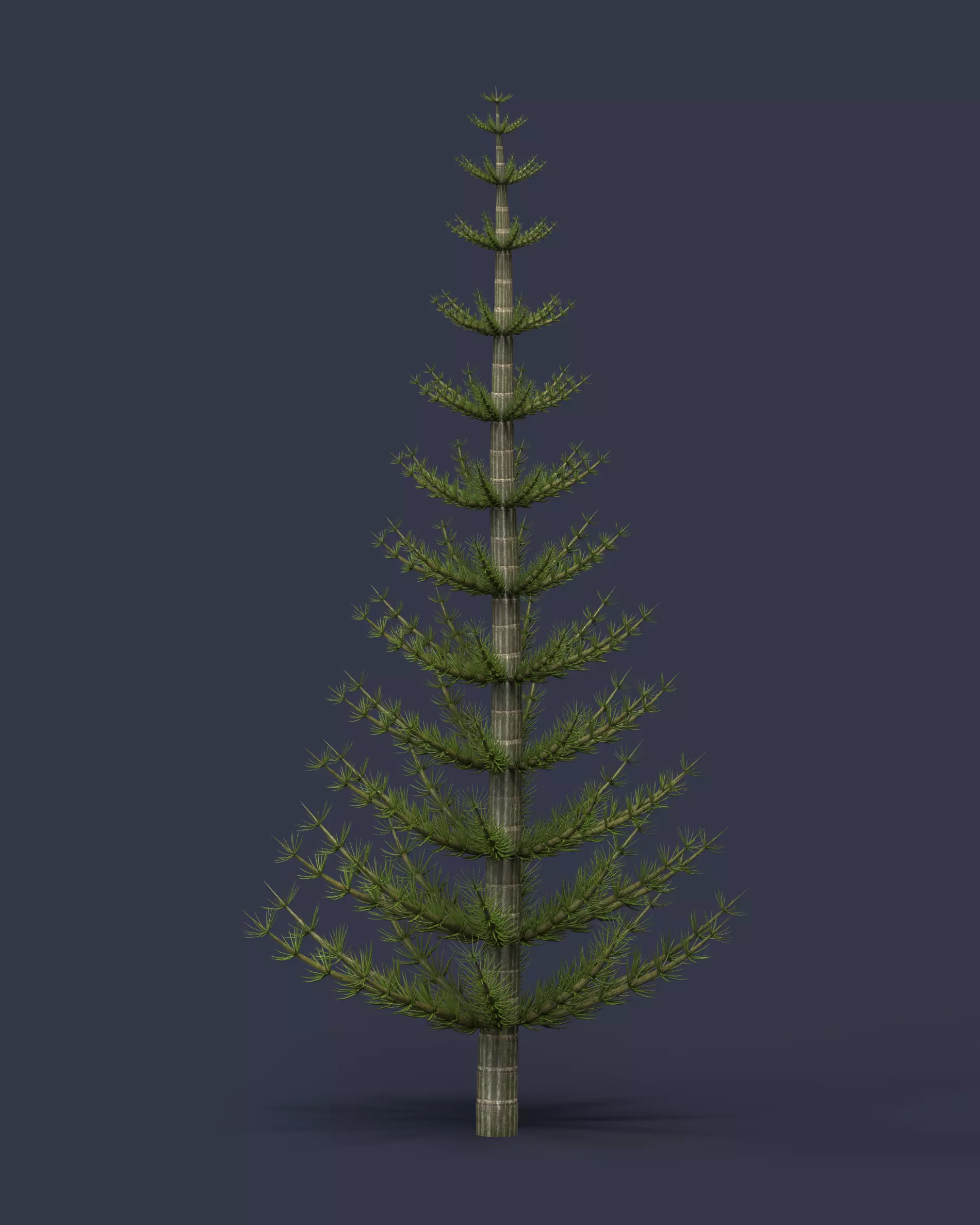 Calamites christmas tree 3D model_0