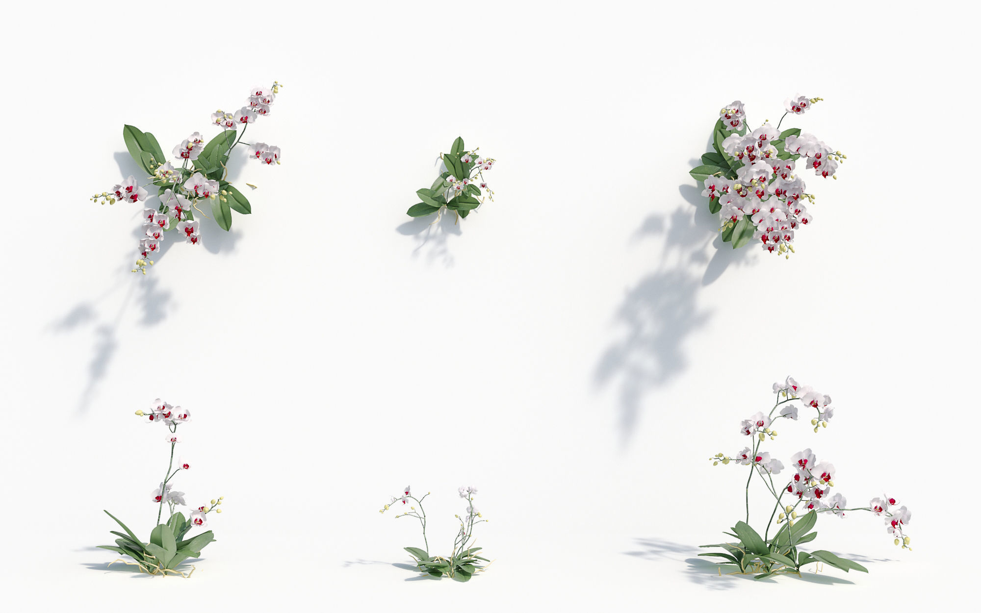 Orchid Collection - Include GrowFX and Mesh file 3D model_38