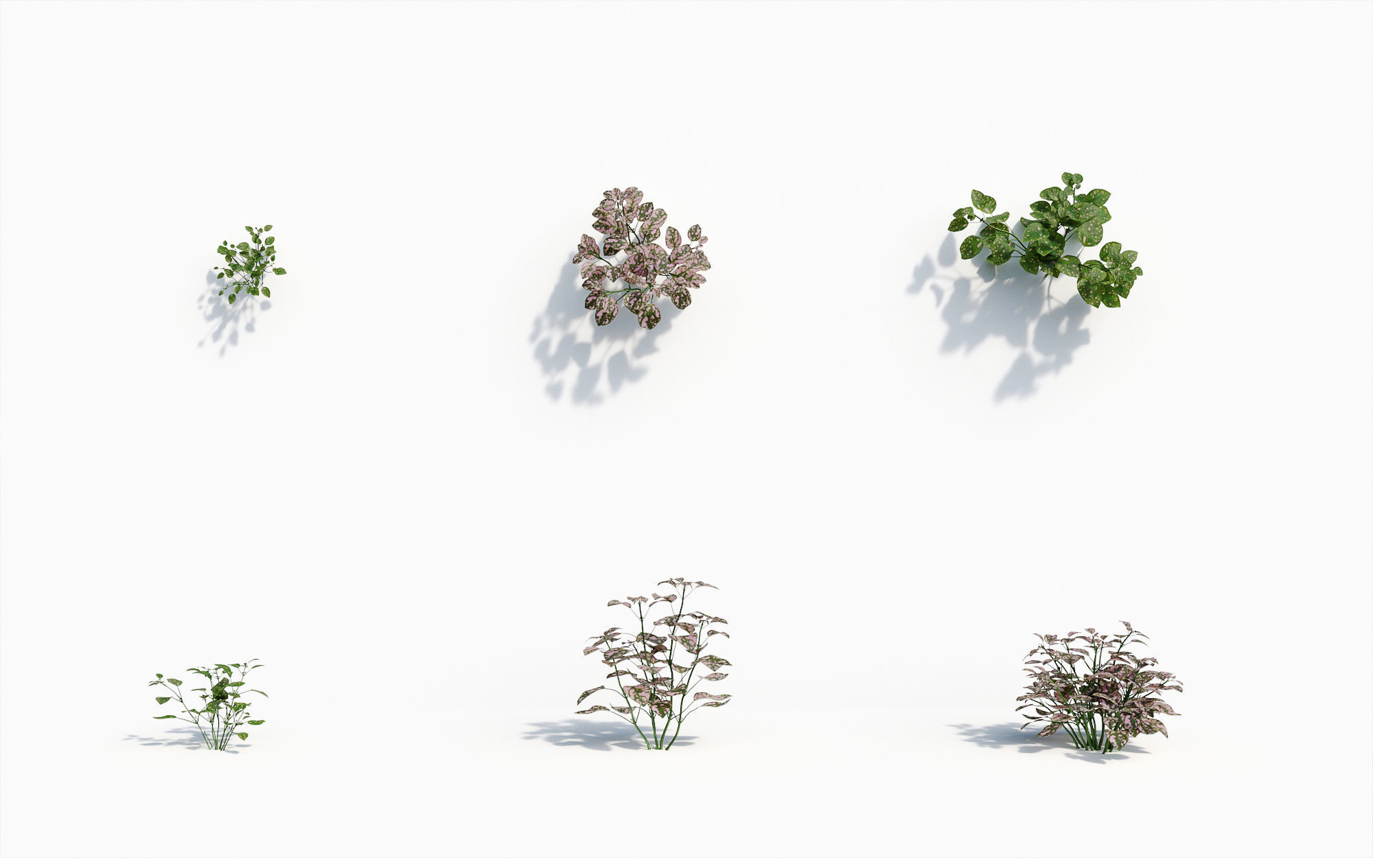 Orchid Collection - Include GrowFX and Mesh file 3D model_17