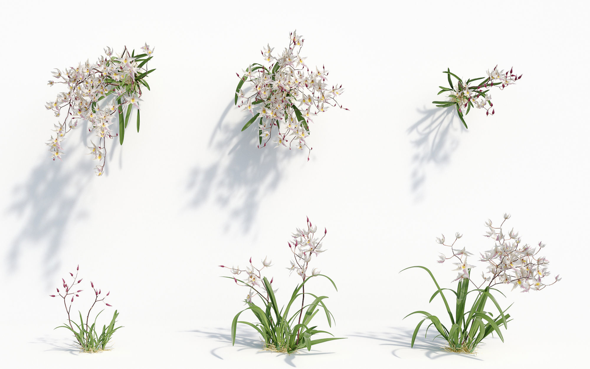 Orchid Collection - Include GrowFX and Mesh file 3D model_31