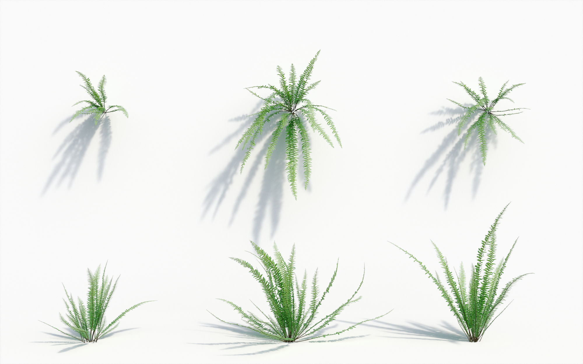 Orchid Collection - Include GrowFX and Mesh file 3D model_20