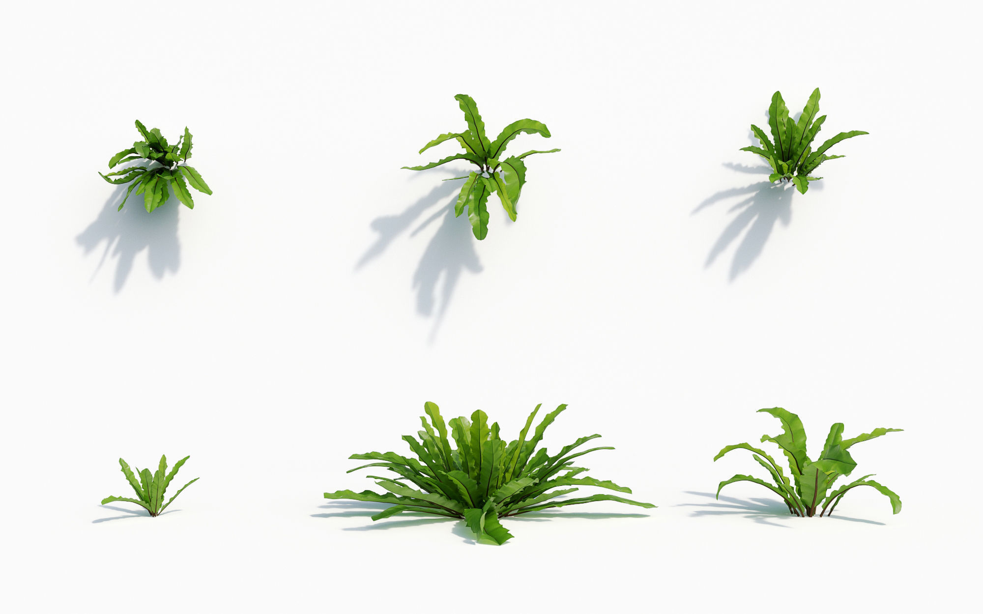 Orchid Collection - Include GrowFX and Mesh file 3D model_14