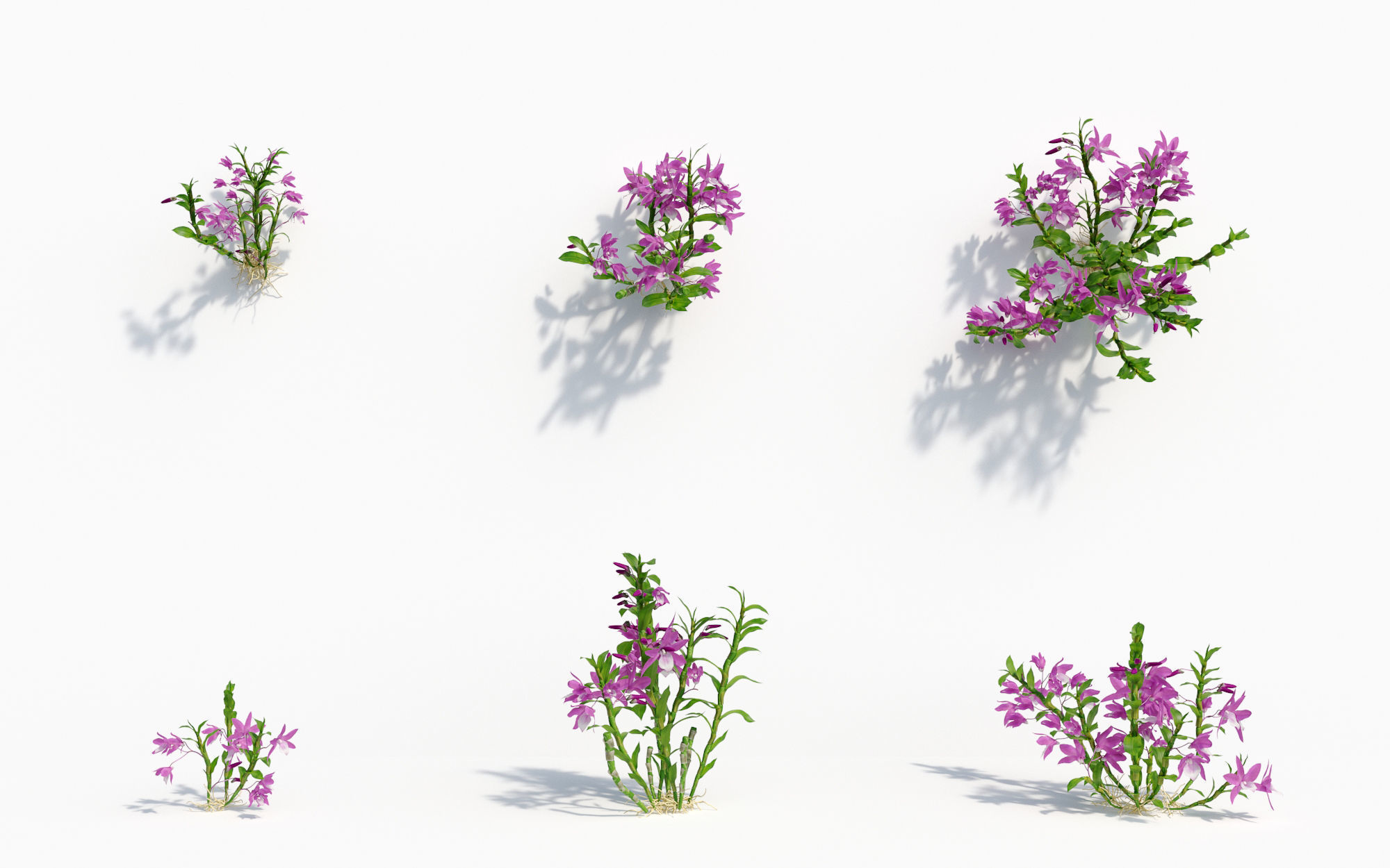 Orchid Collection - Include GrowFX and Mesh file 3D model_26