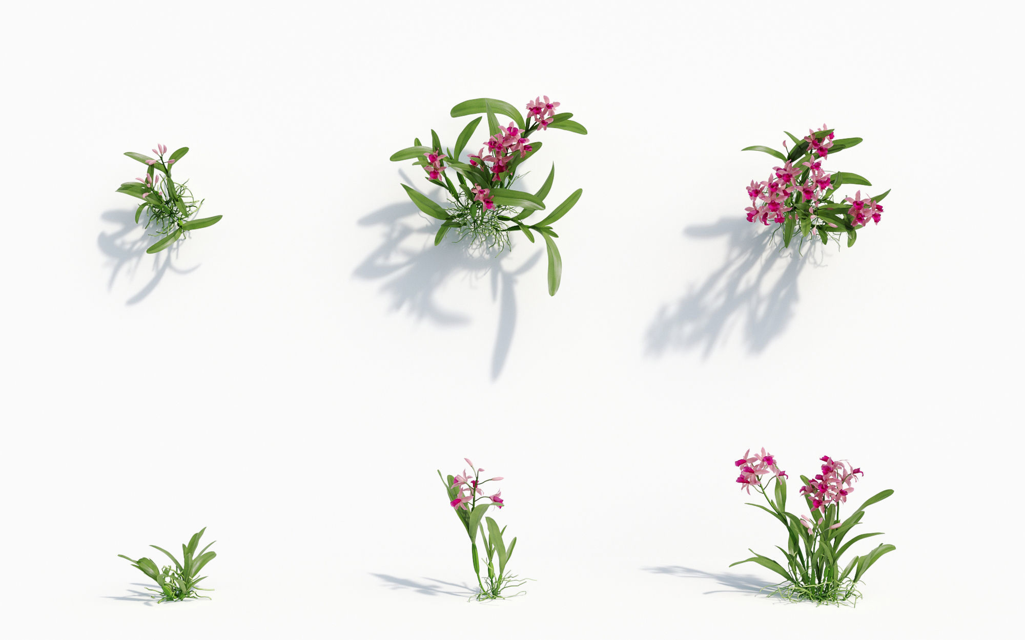 Orchid Collection - Include GrowFX and Mesh file 3D model_21