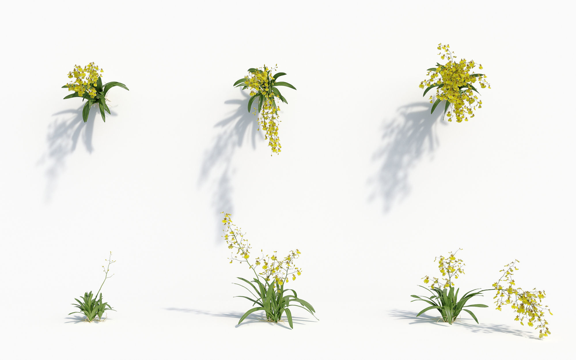 Orchid Collection - Include GrowFX and Mesh file 3D model_33