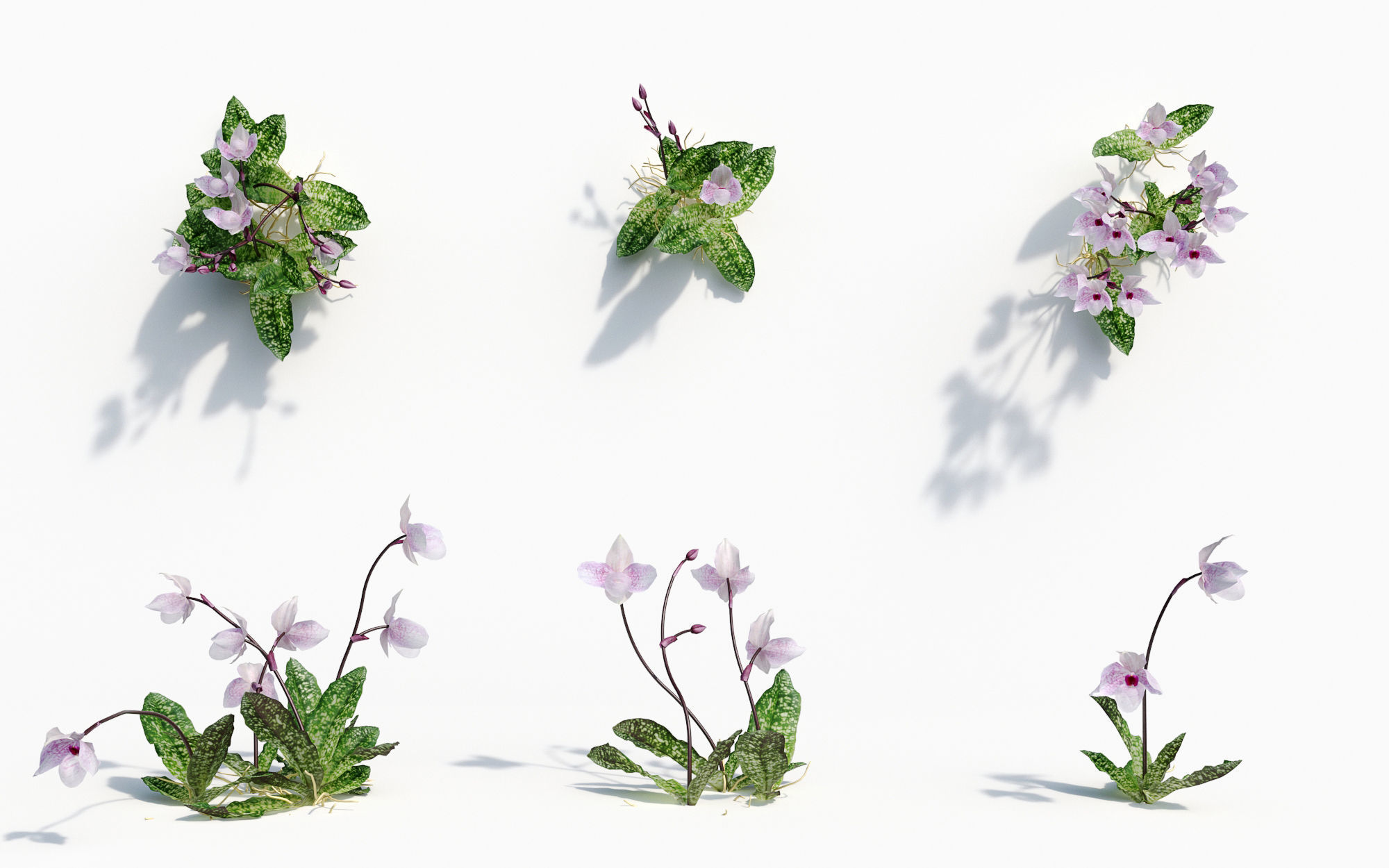 Orchid Collection - Include GrowFX and Mesh file 3D model_35