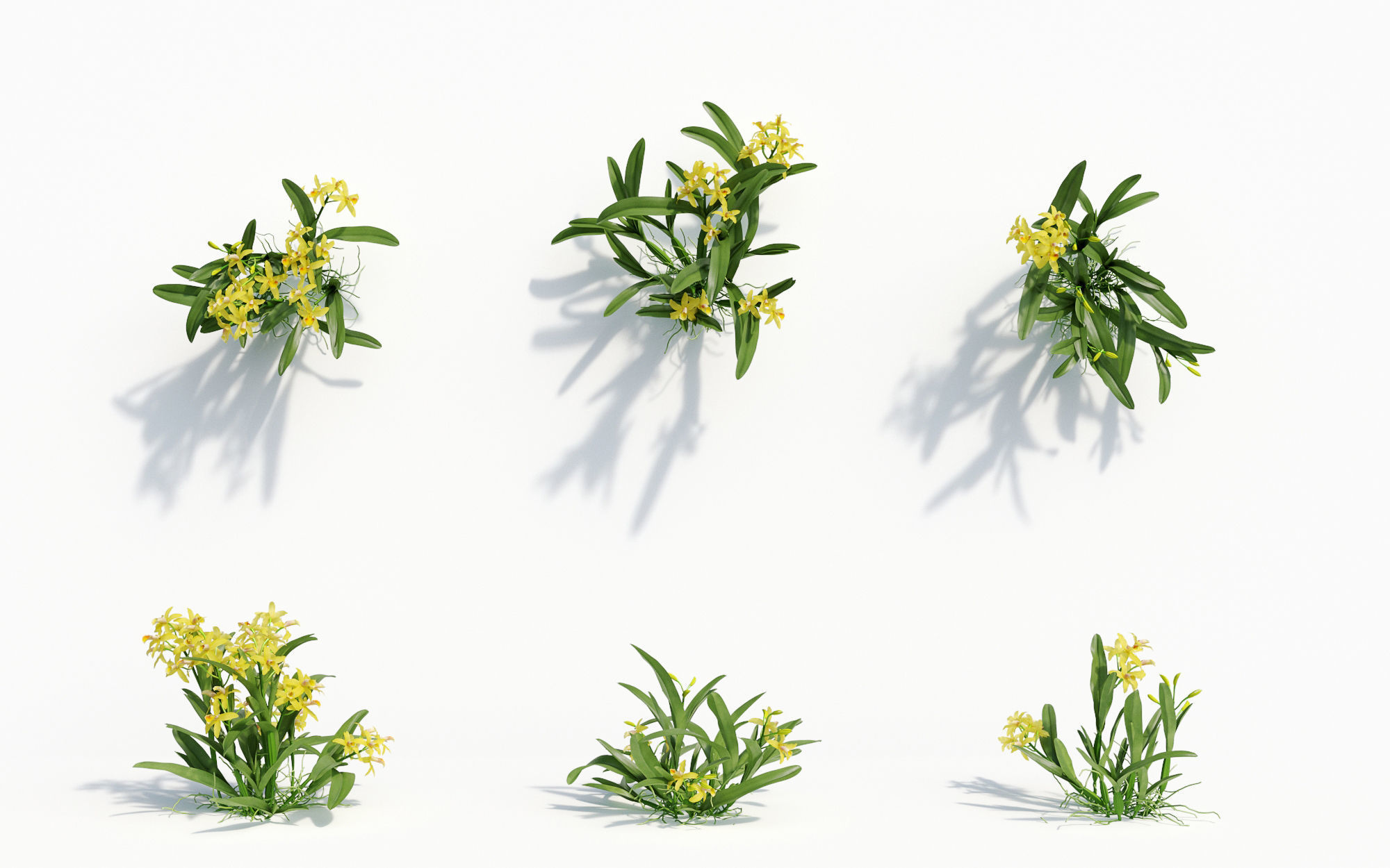 Orchid Collection - Include GrowFX and Mesh file 3D model_22