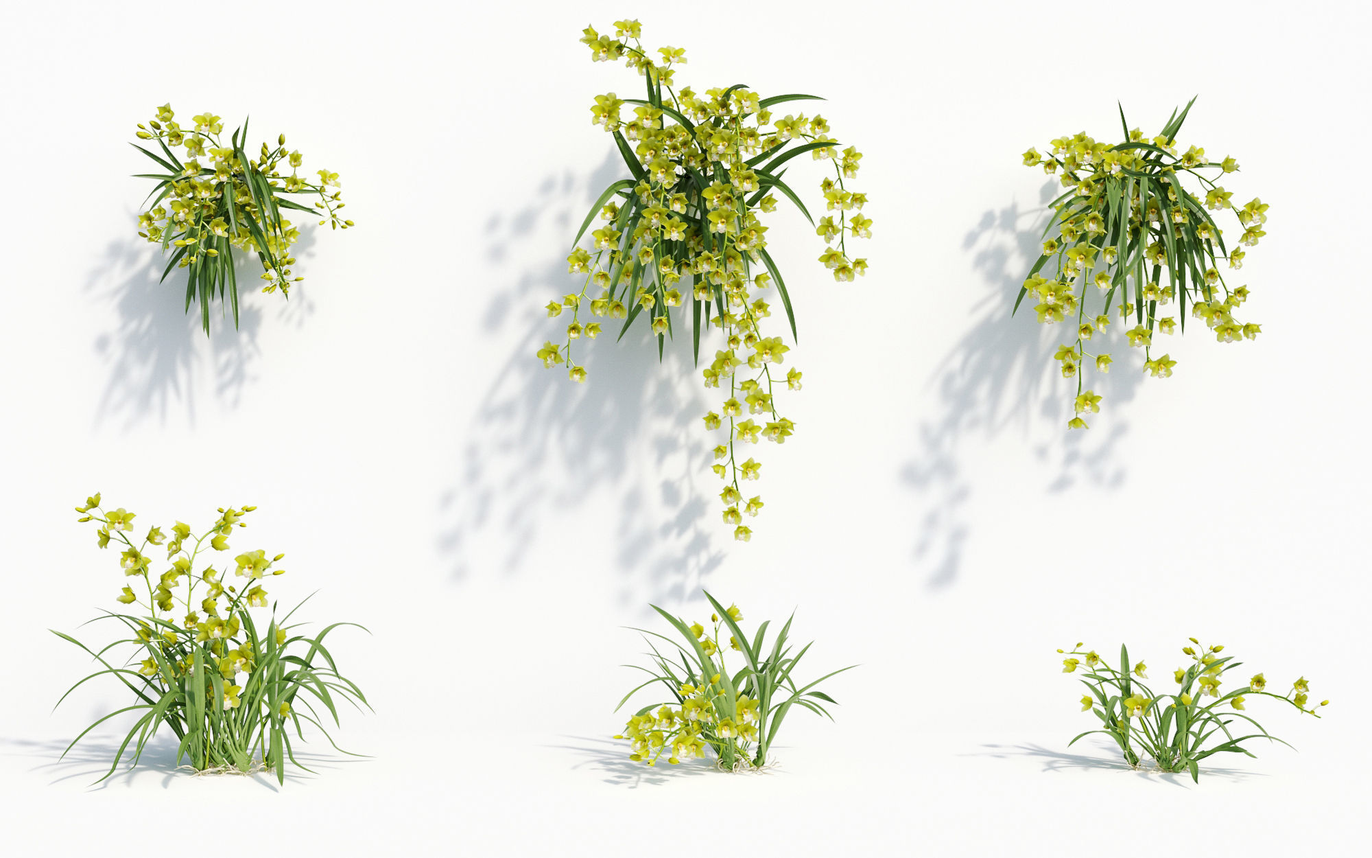 Orchid Collection - Include GrowFX and Mesh file 3D model_23