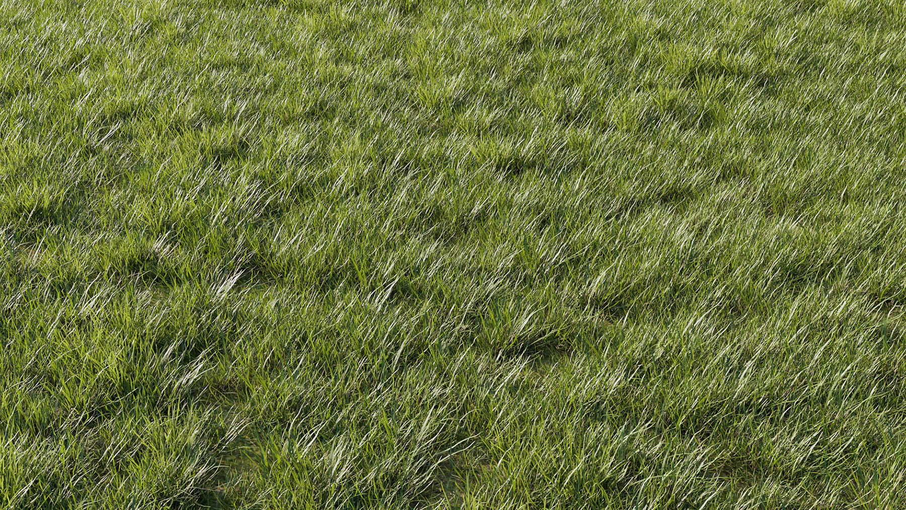 Orchid Collection - Include GrowFX and Mesh file 3D model_12