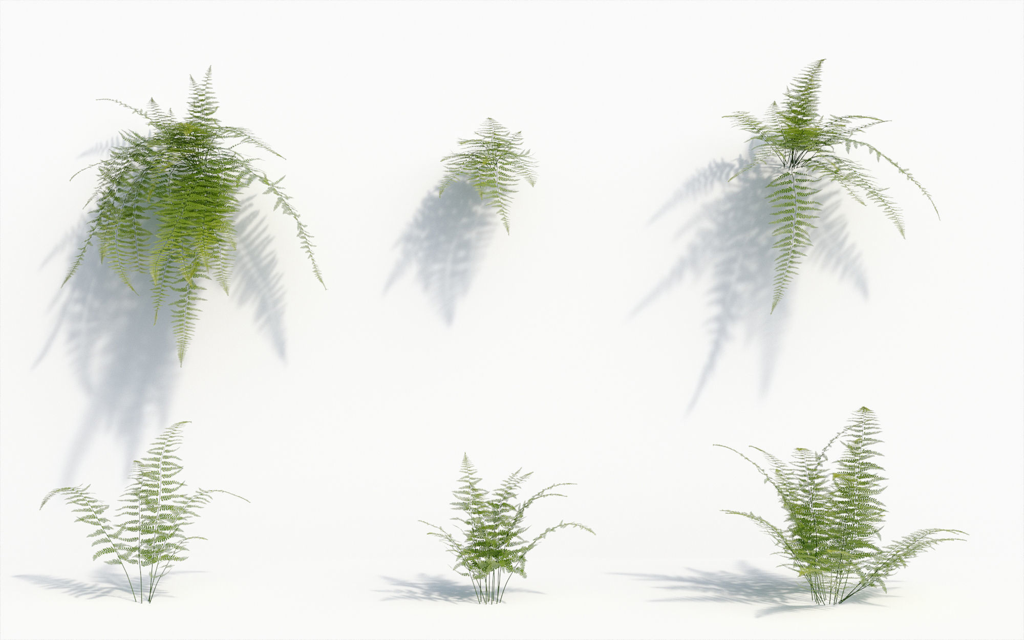 Orchid Collection - Include GrowFX and Mesh file 3D model_19