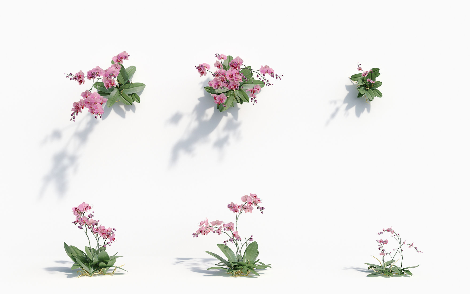 Orchid Collection - Include GrowFX and Mesh file 3D model_37