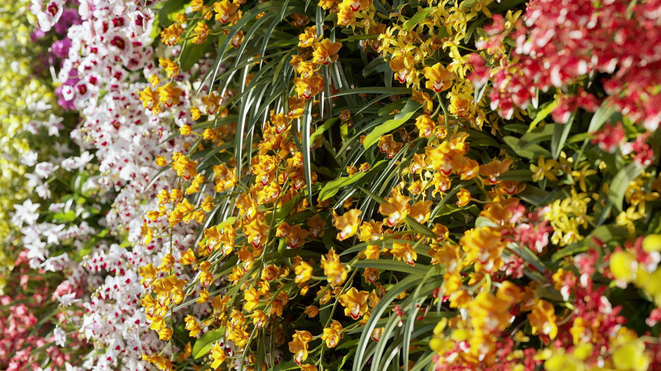 Orchid Collection - Include GrowFX and Mesh file 3D model_8