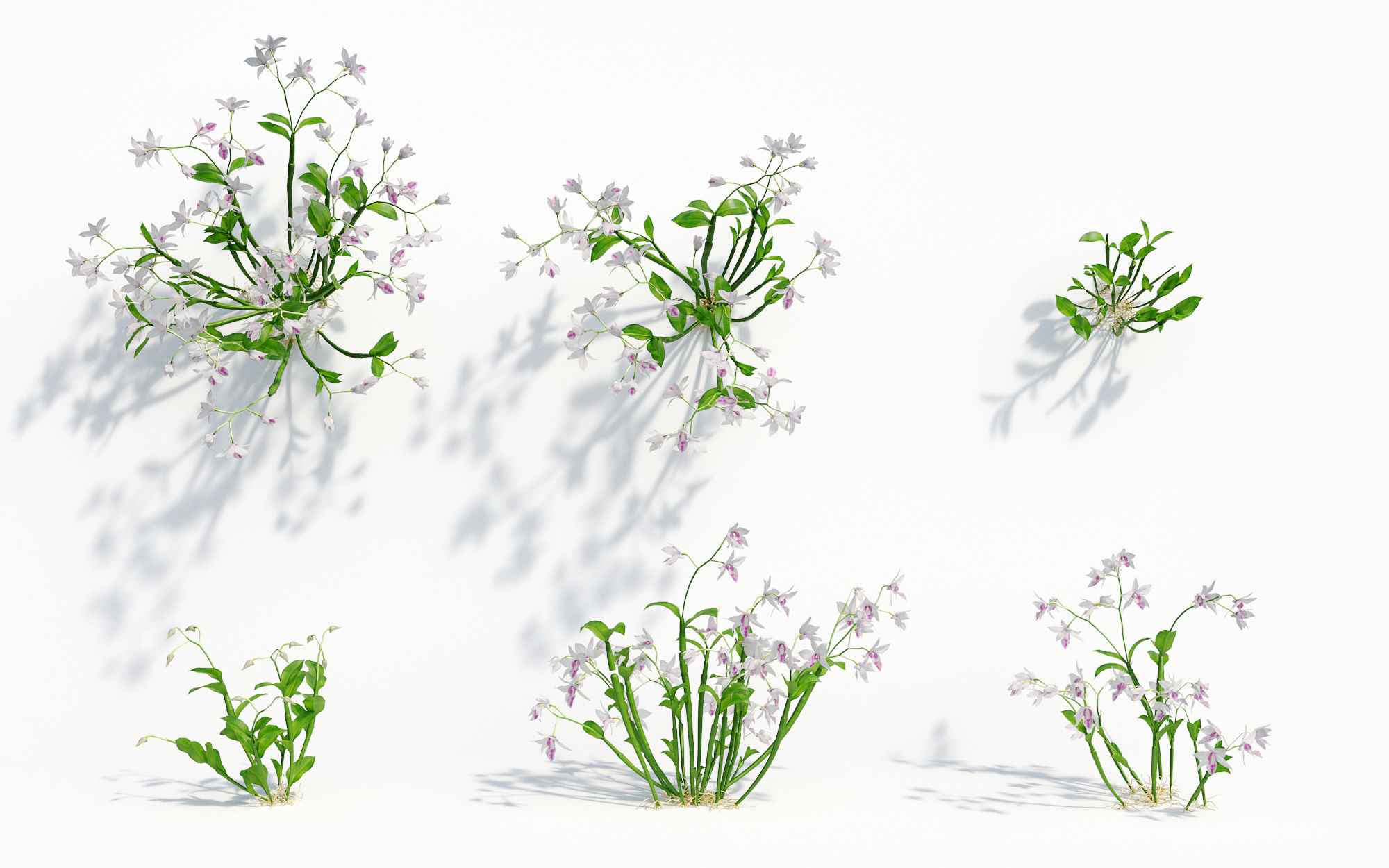 Orchid Collection - Include GrowFX and Mesh file 3D model_27