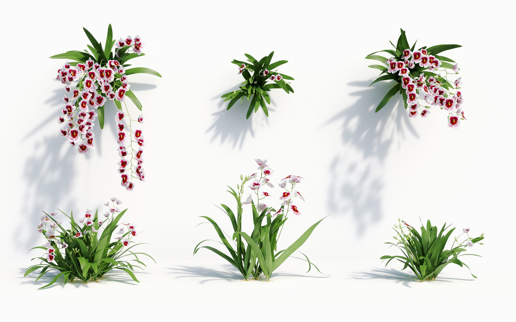 Orchid Collection - Include GrowFX and Mesh file 3D model_29