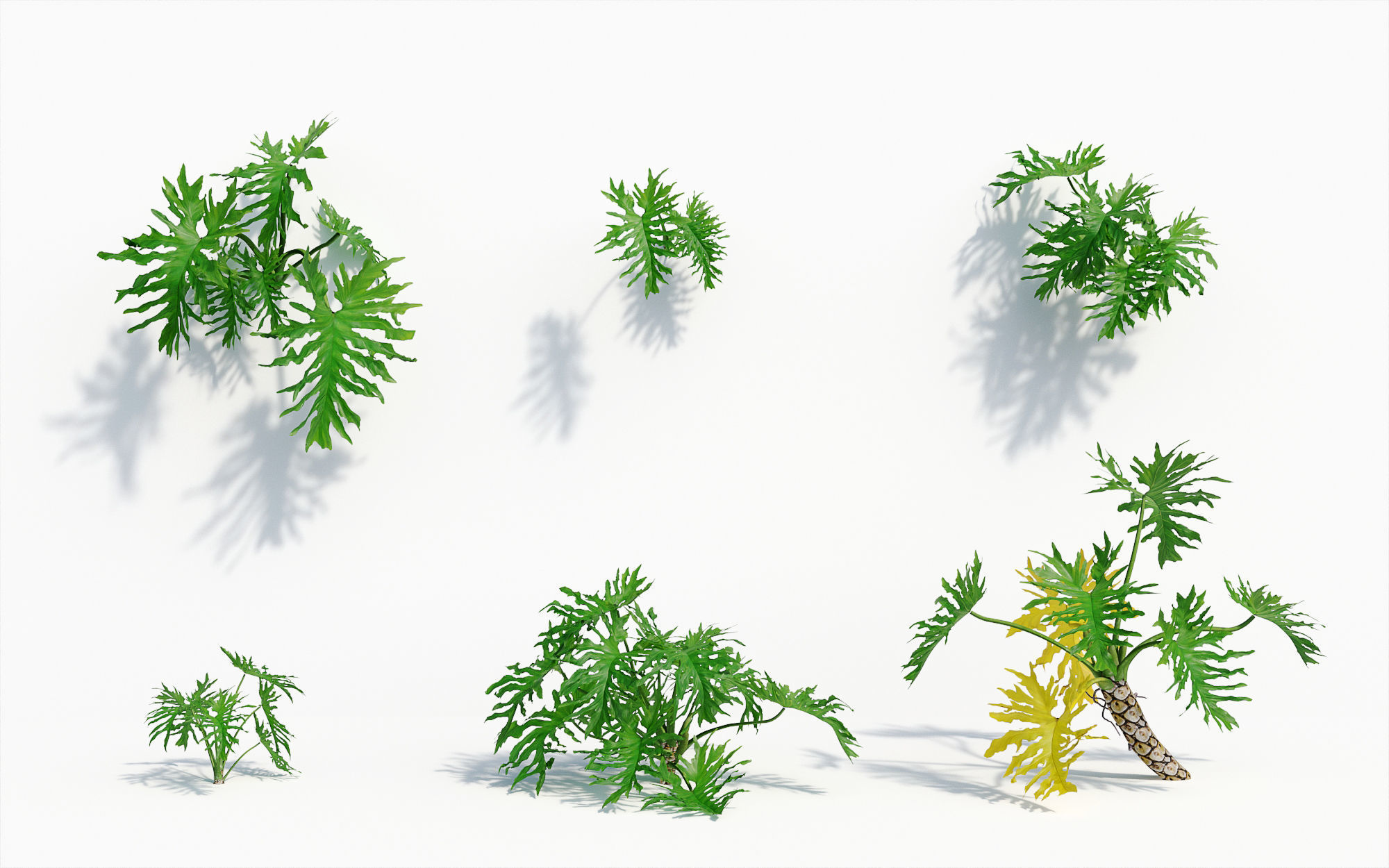 Orchid Collection - Include GrowFX and Mesh file 3D model_39