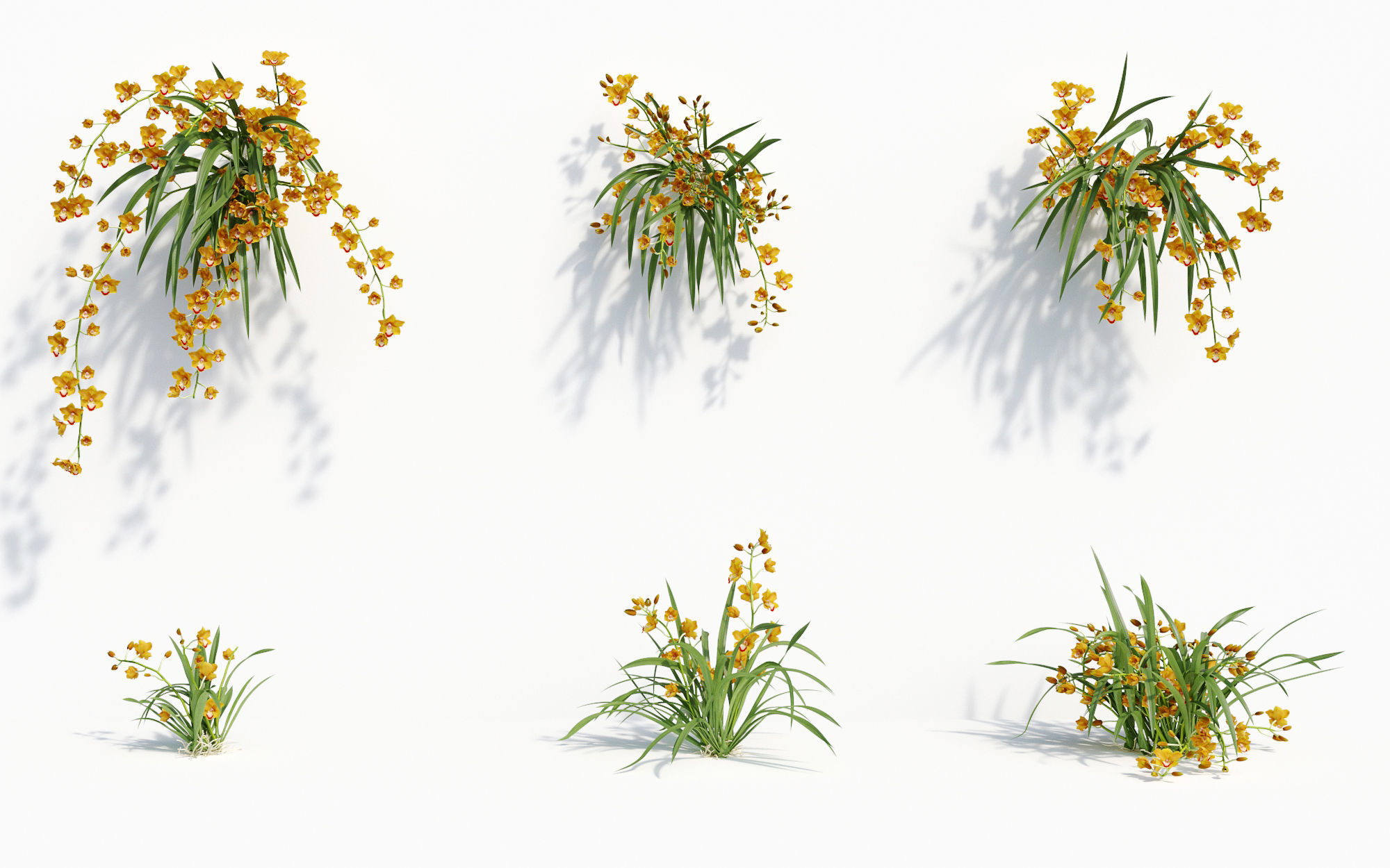Orchid Collection - Include GrowFX and Mesh file 3D model_24