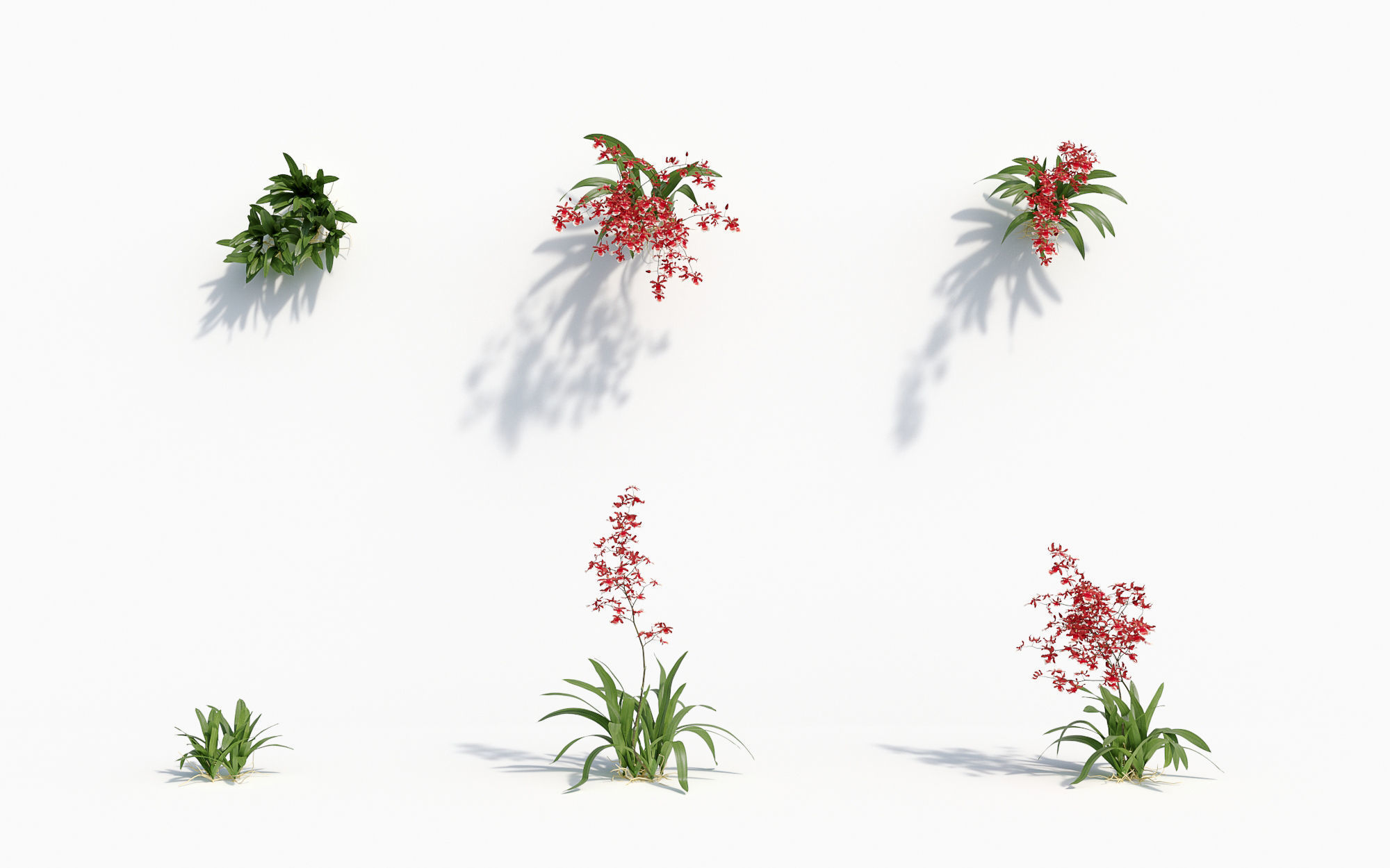 Orchid Collection - Include GrowFX and Mesh file 3D model_32