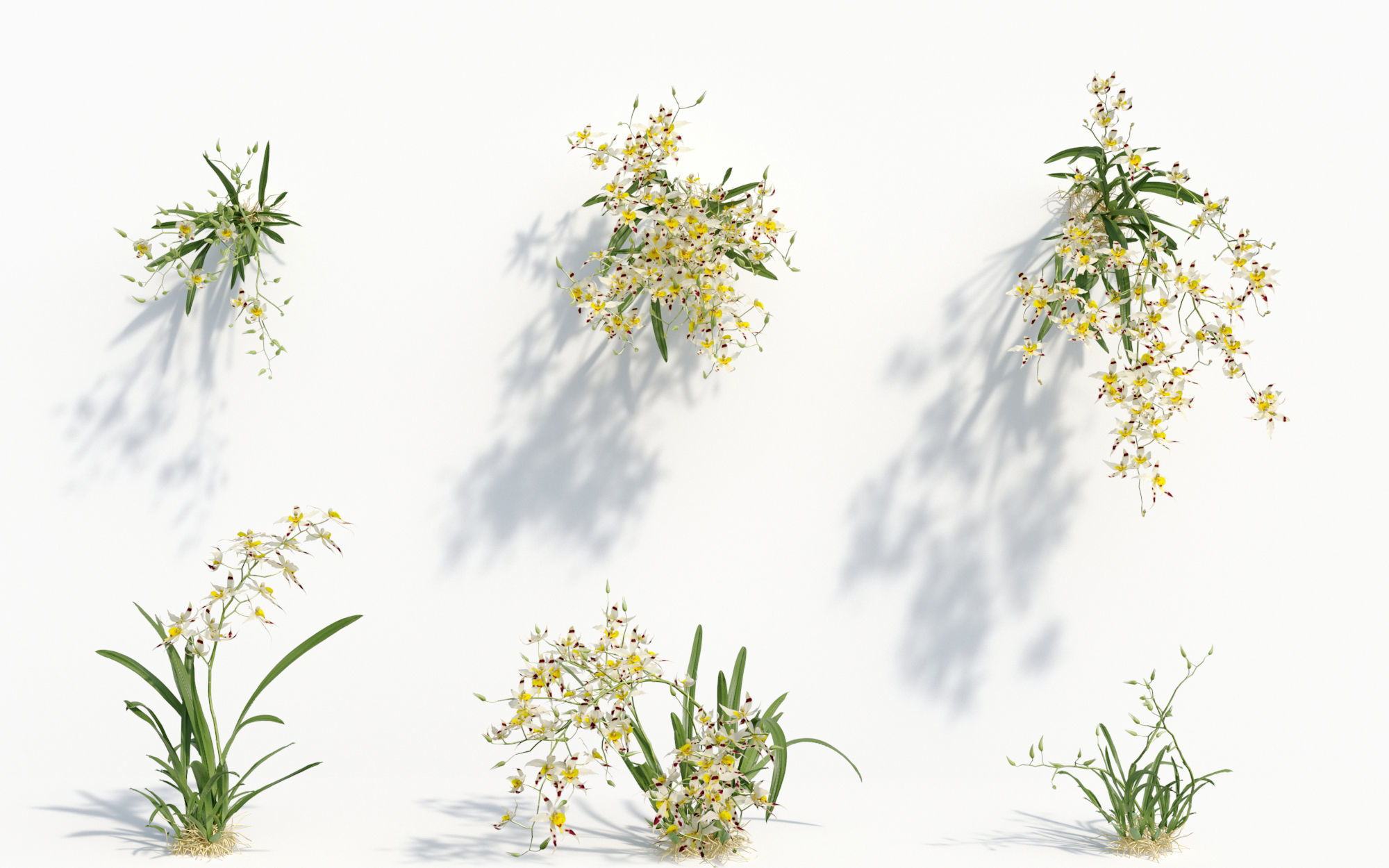 Orchid Collection - Include GrowFX and Mesh file 3D model_30