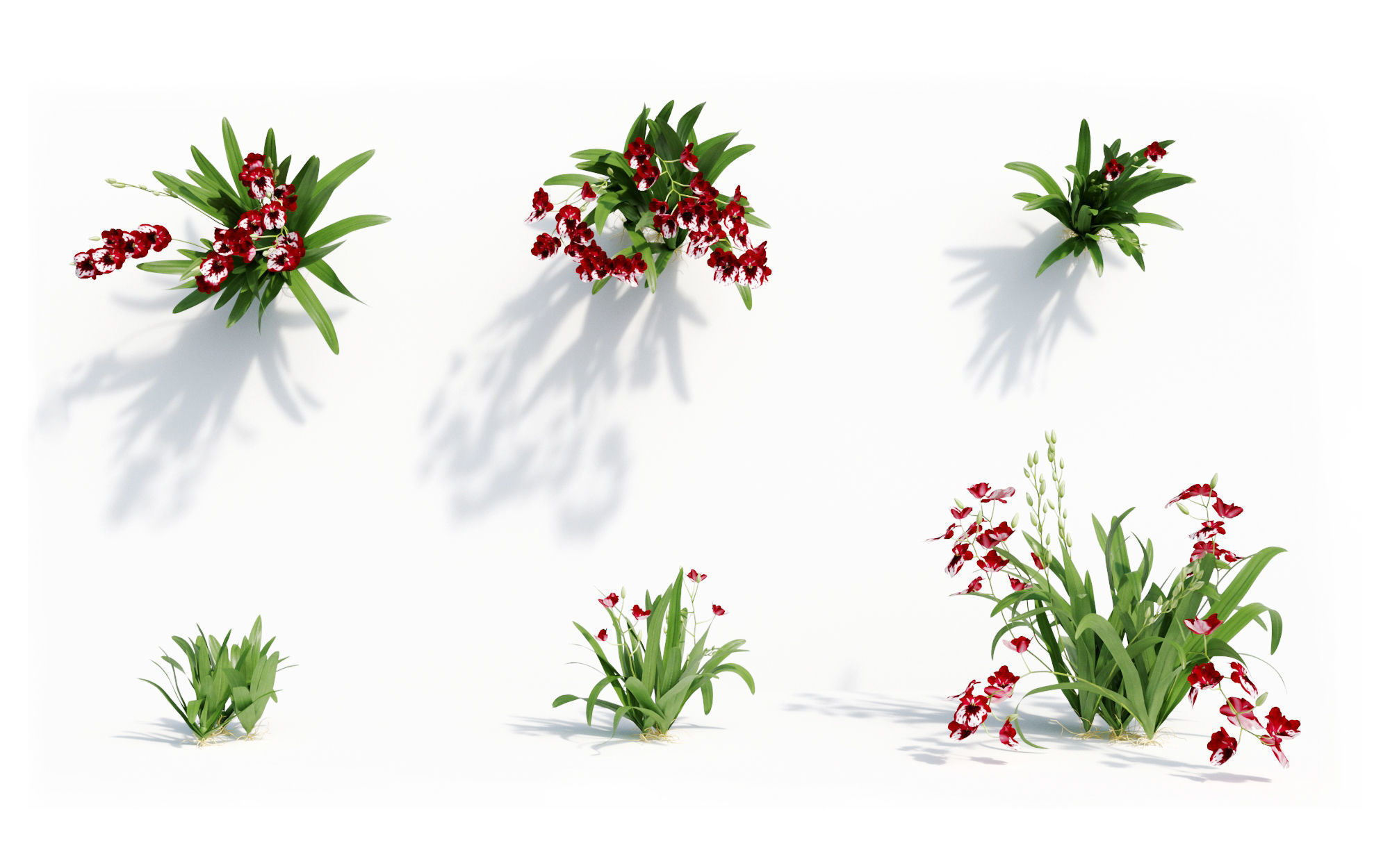 Orchid Collection - Include GrowFX and Mesh file 3D model_28