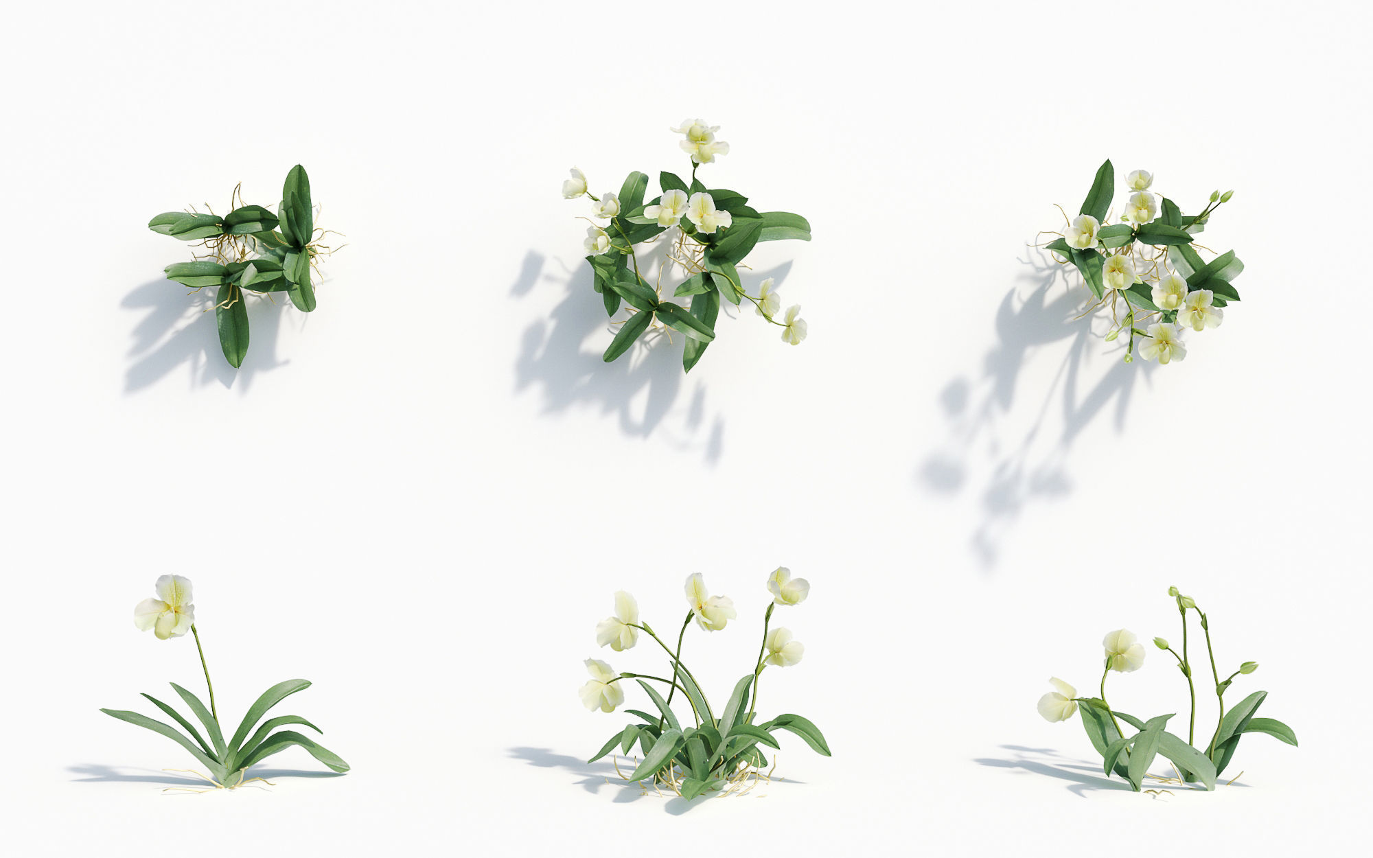 Orchid Collection - Include GrowFX and Mesh file 3D model_34