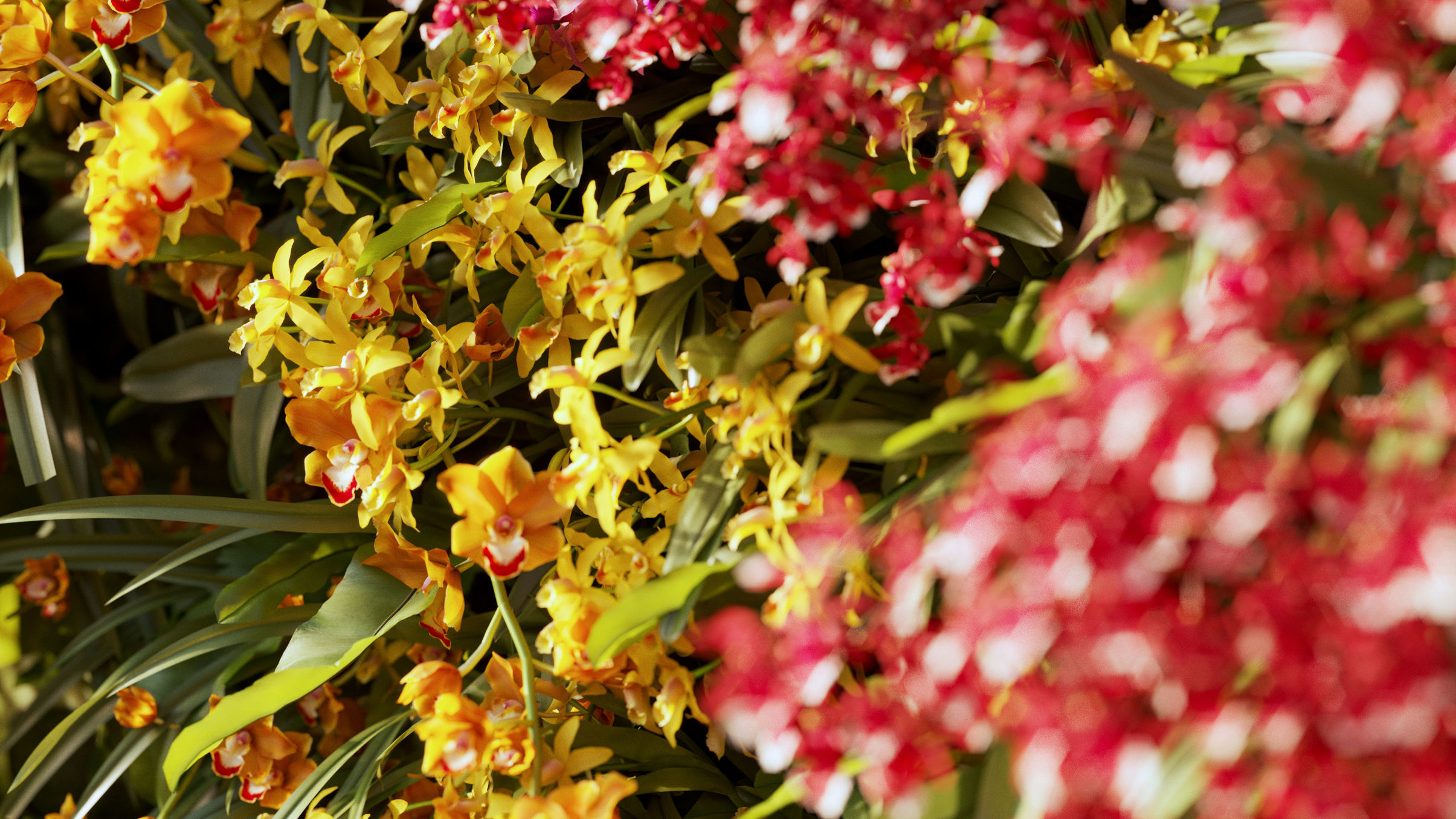 Orchid Collection - Include GrowFX and Mesh file 3D model_13