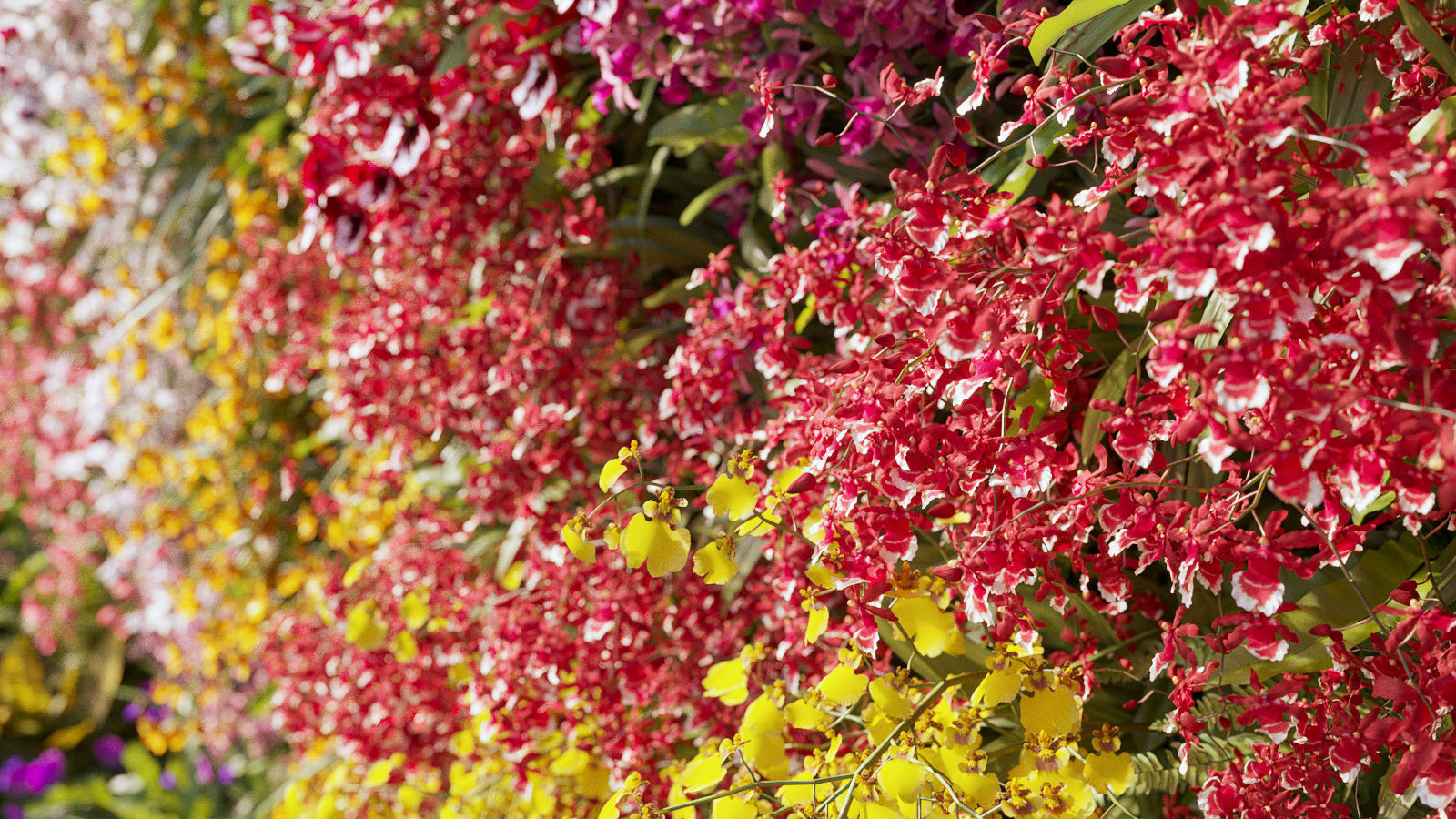 Orchid Collection - Include GrowFX and Mesh file 3D model_9