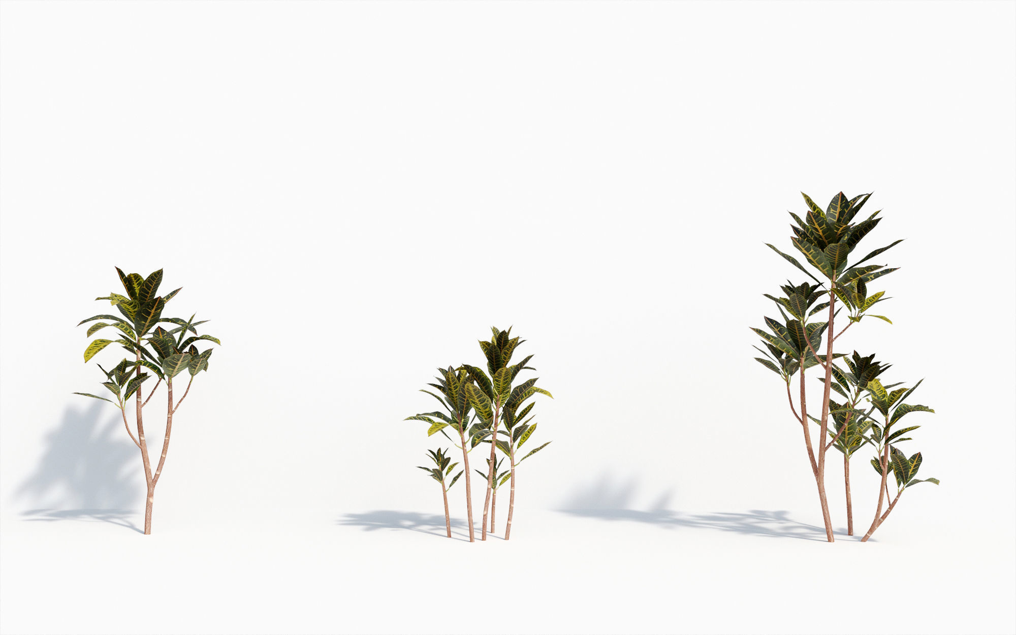 Orchid Collection - Include GrowFX and Mesh file 3D model_15