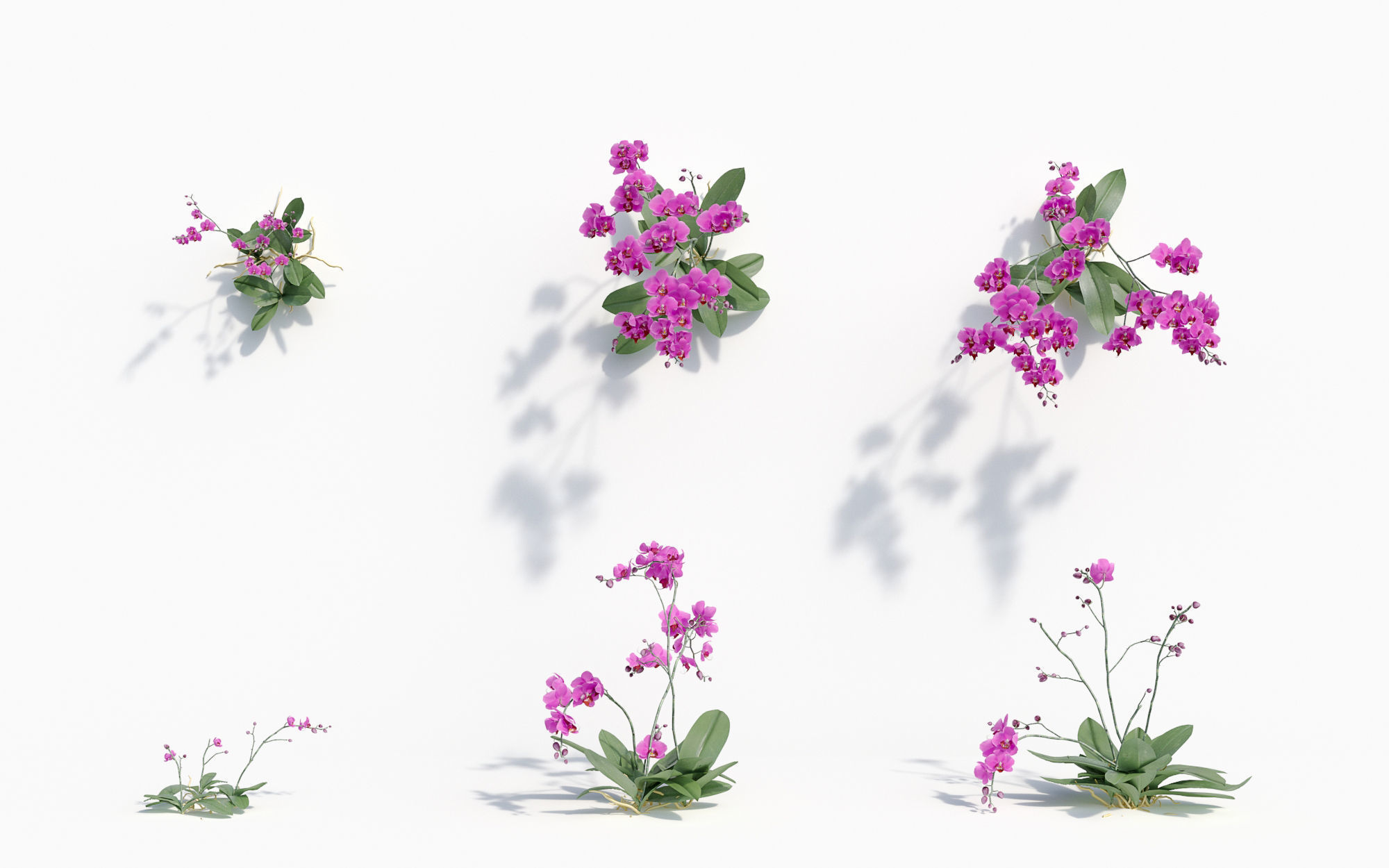 Orchid Collection - Include GrowFX and Mesh file 3D model_36