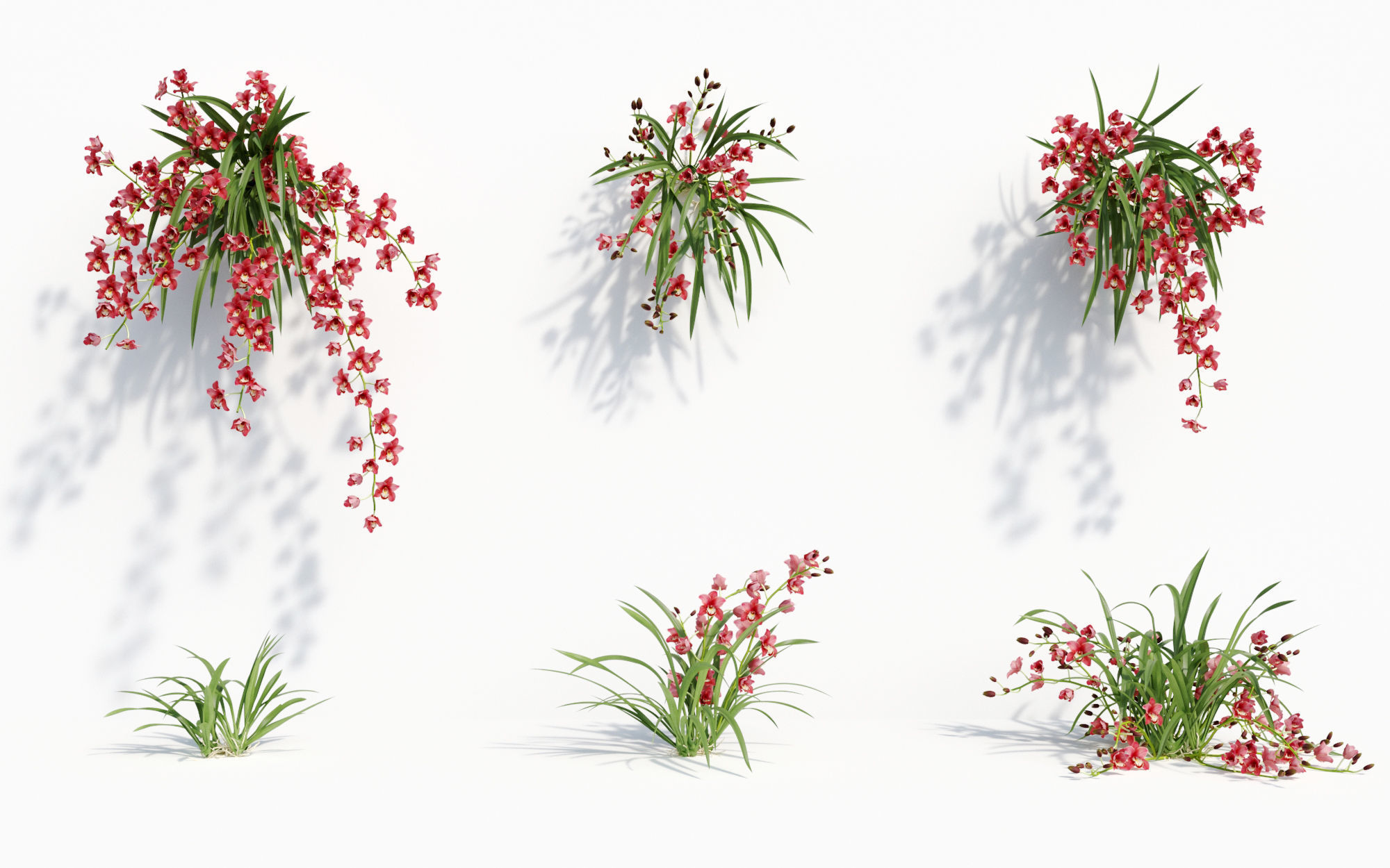 Orchid Collection - Include GrowFX and Mesh file 3D model_25