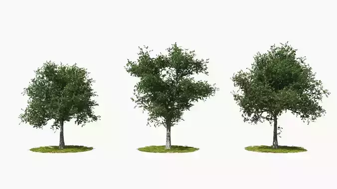 Wind Tree001 Animation 3D model