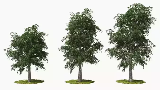 Wind Tree002 Animation 3D model