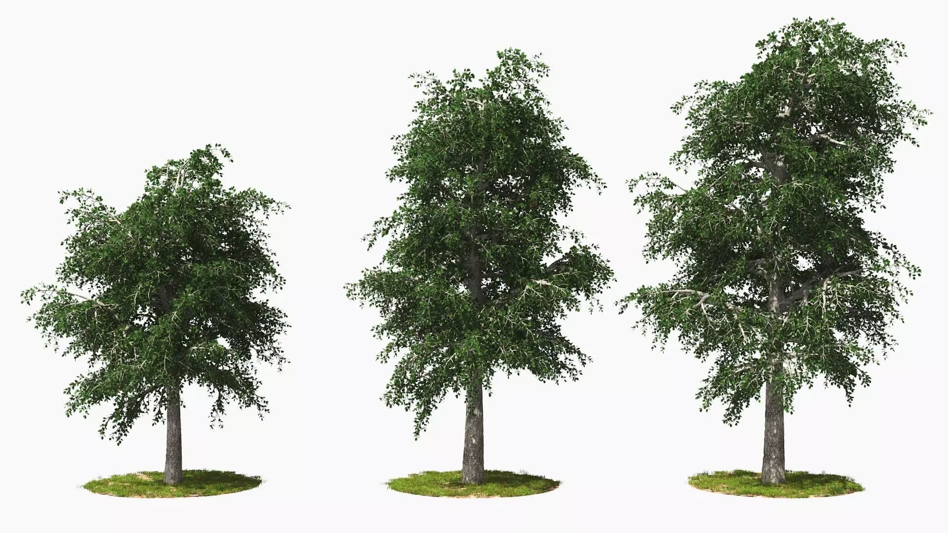 Wind Tree002 Animation 3D model_0