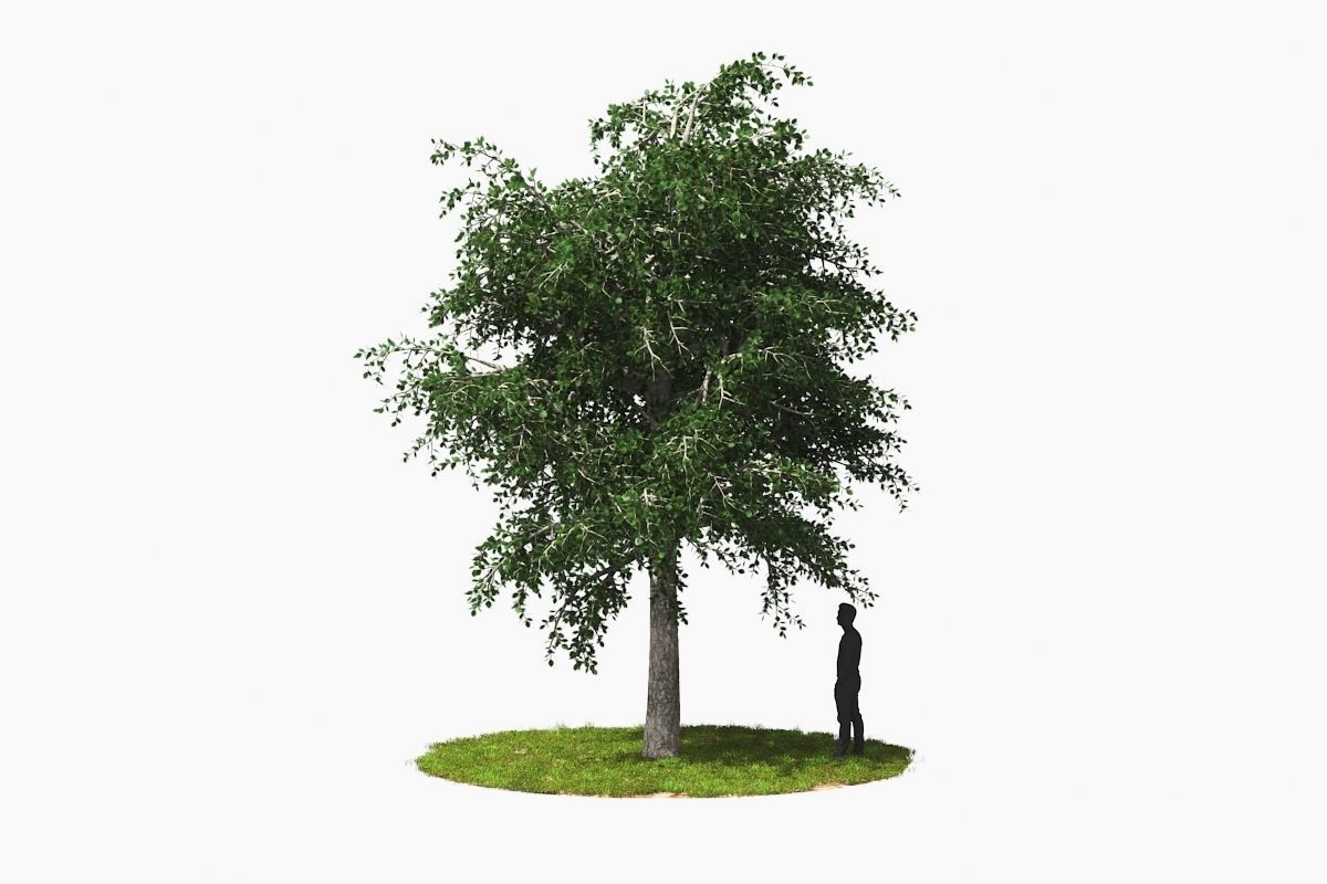 Wind Tree002 Animation 3D model_3