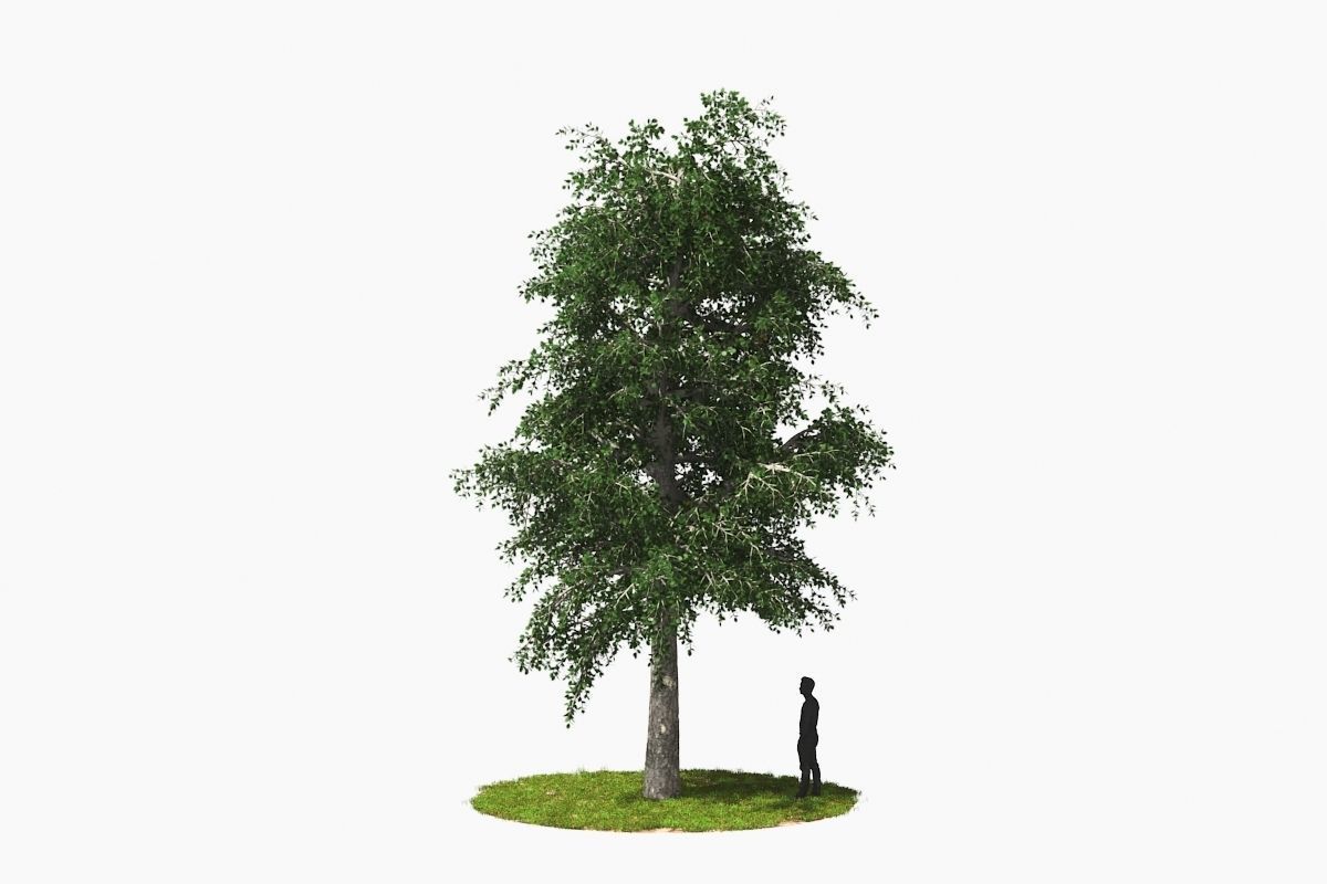 Wind Tree002 Animation 3D model_5