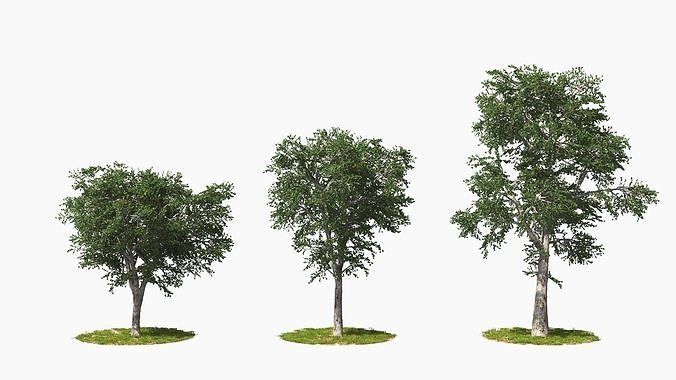 Wind Tree003 Animation 3D model