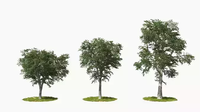 Wind Tree003 Animation 3D model