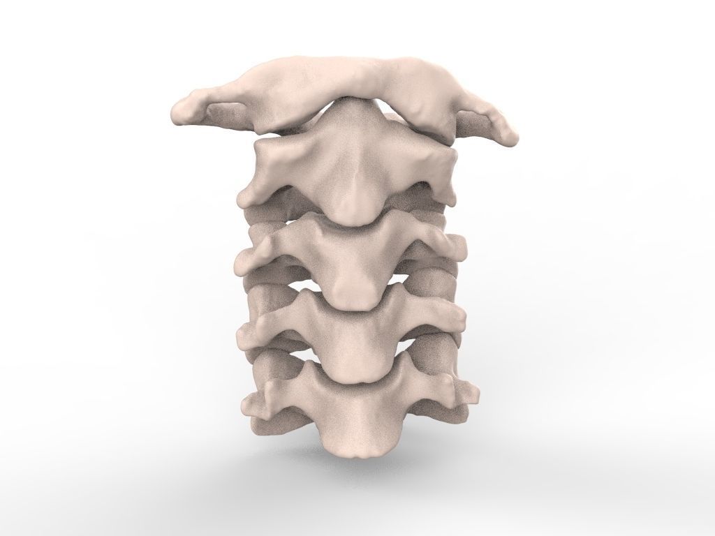 Cervical Spine C1-C5  3D print model_3