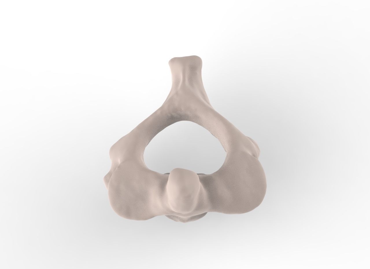 Cervical Spine C1-C5  3D print model_9