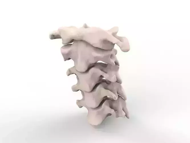 Cervical Spine C1-C5  3D print model