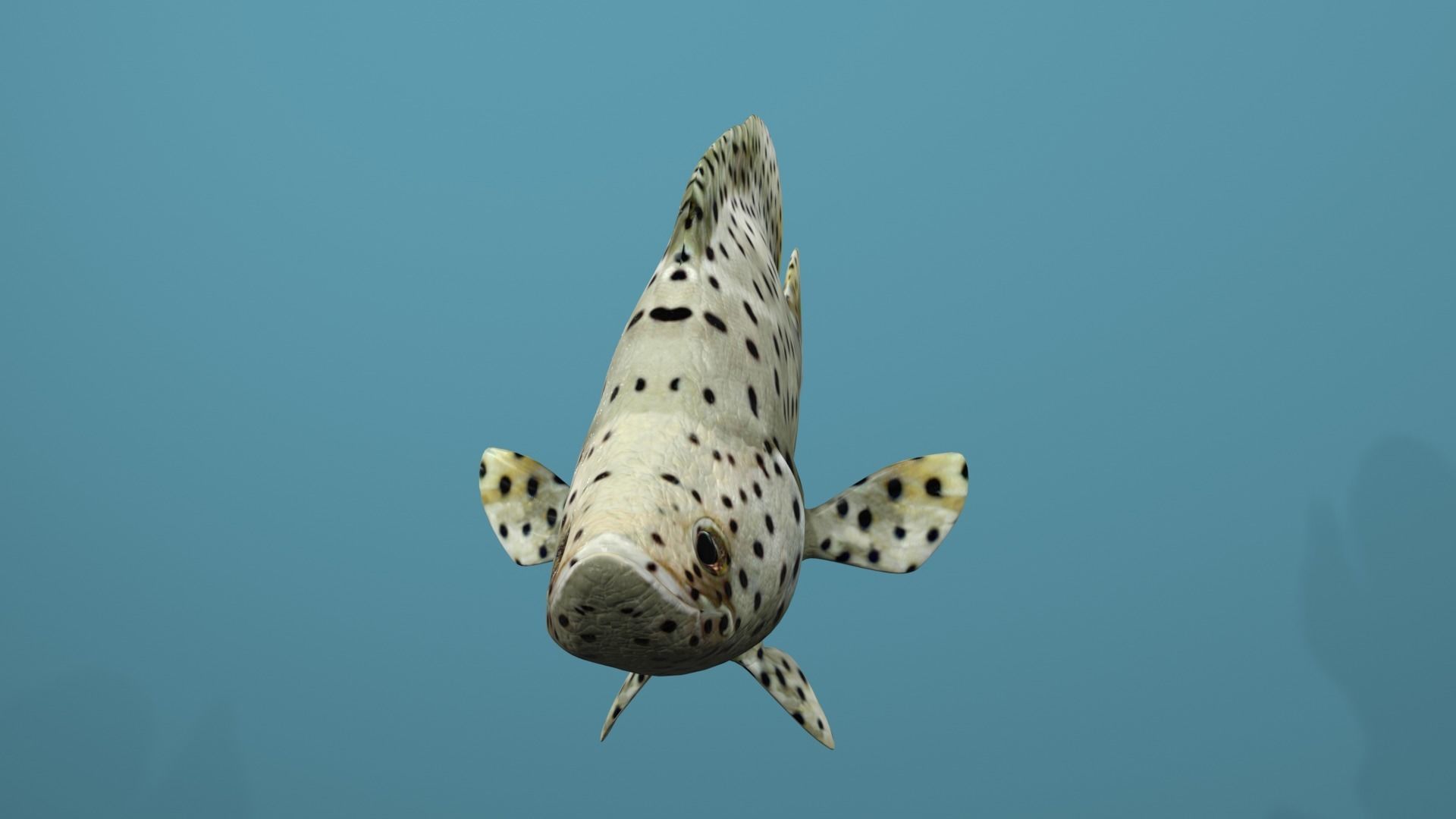 Humpback Grouper Low-poly 3D model_23
