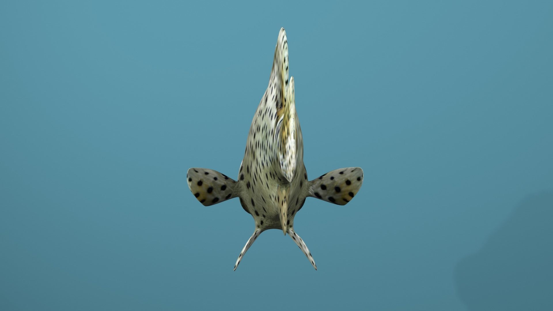Humpback Grouper Low-poly 3D model_9