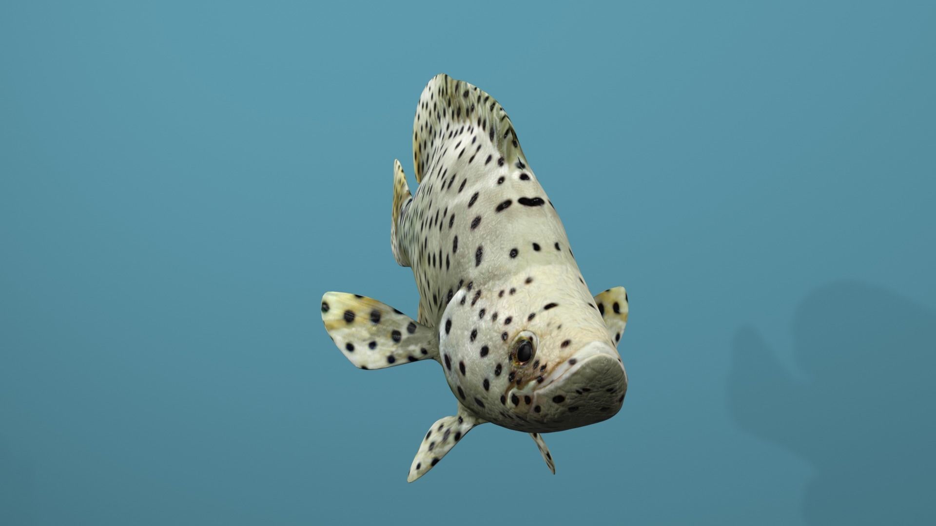 Humpback Grouper Low-poly 3D model_25