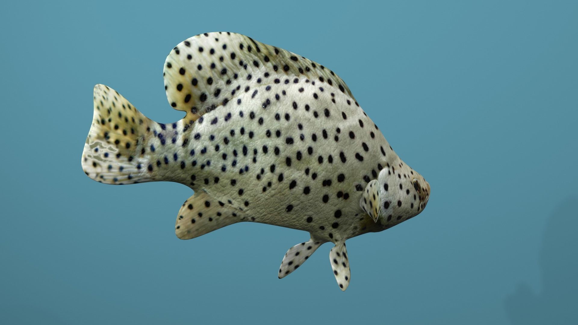 Humpback Grouper Low-poly 3D model_5