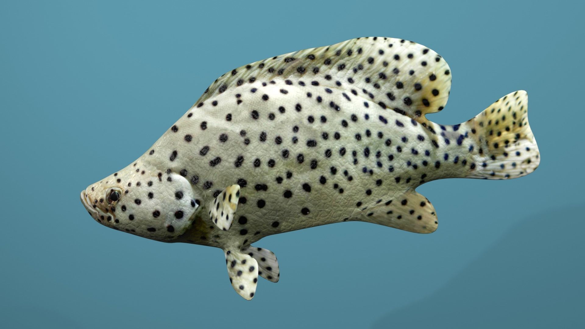 Humpback Grouper Low-poly 3D model_15