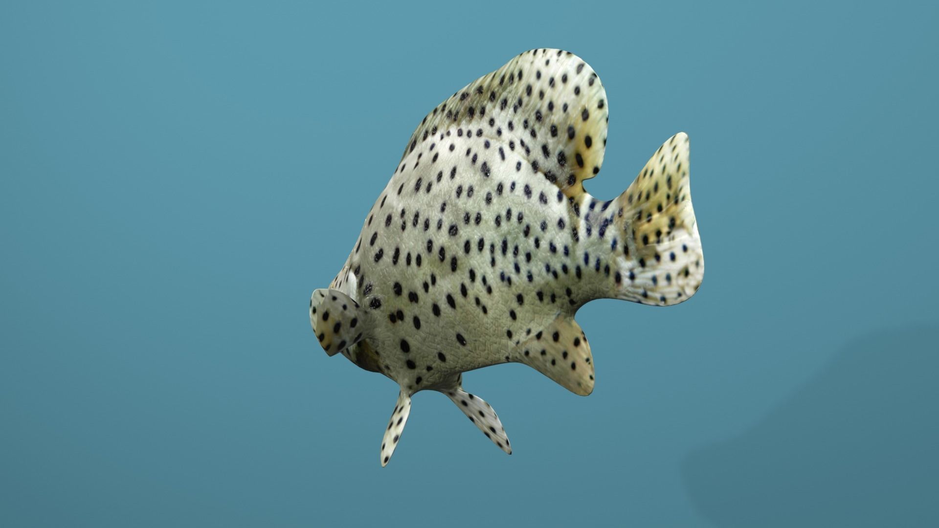 Humpback Grouper Low-poly 3D model_11